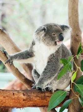 Koala Foto stock