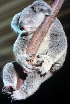 Koala Stock Photos