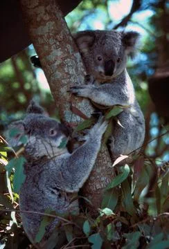 Koala Stock Photos