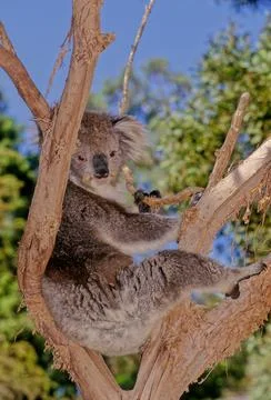 Koala Stock Photos