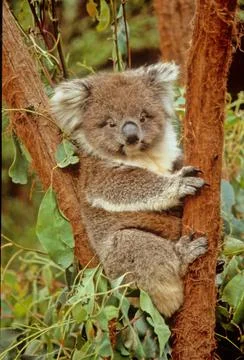 Koala Stock Photos