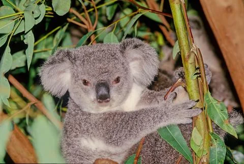 Koala Stock Photos