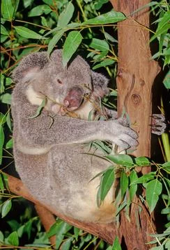 Koala Stock Photos