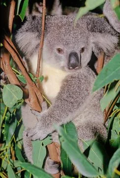 Koala Stock Photos