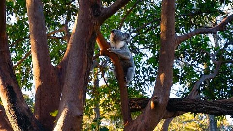 The Koala 스톡 사진