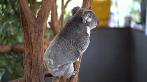 Koala playing 動画素材 94642592