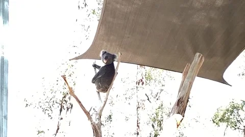 Koala population has declined by 30% since 2018: study, Australia, AU - 20 Sep 2 Stock Footage 204058035