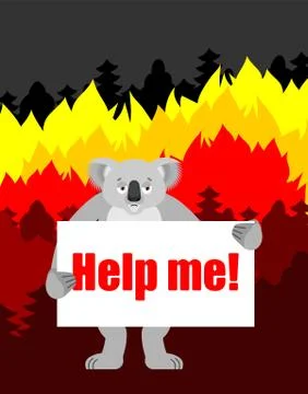 Koala with poster -Help me. Fire in Australia. vector illustration Stock Illustration