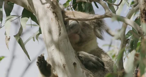 Koala Rack Focus on Tree Stock Footage 316797352