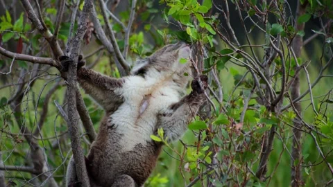 Koala Reaching for Leafs in Tree 스톡 동영상 303020929