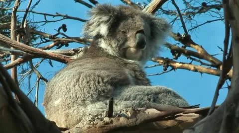 Koala relaxing Stock Footage