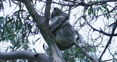 Koala Resting Alone on Tree Branch Stock Footage 316869728