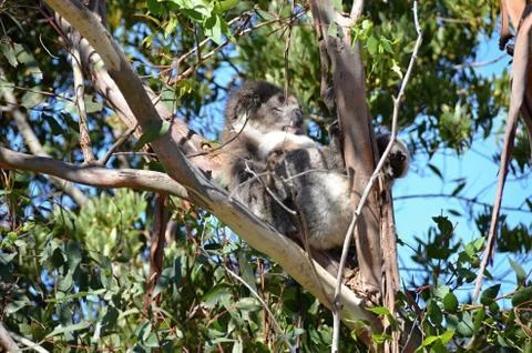 Koala resting on the branch of a eucalyptus tree Stock Photos