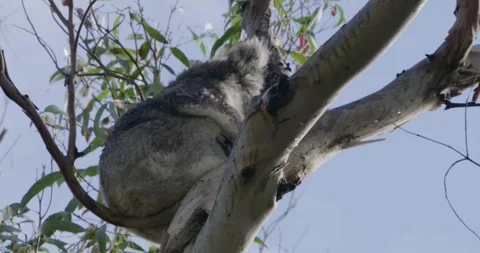 Koala Resting on Eucalyptus Tree Stock Footage 316806913