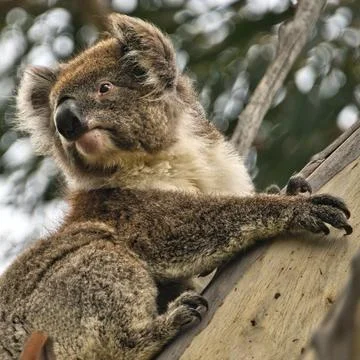 Koala Resting in Eucalyptus Tree Foto stock