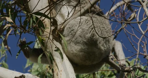 Koala Resting High on a Tree, Detail Stock Footage 316797670