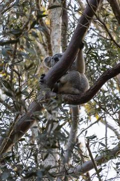 Koala resting on top of a eucalyptus tree in Coombabah Park, Queensland, Aust Stock Photos