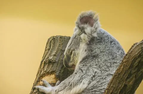 Koala resting on the top of a tree Фото