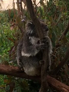 Koala Resting on Tree Branch Foto stock