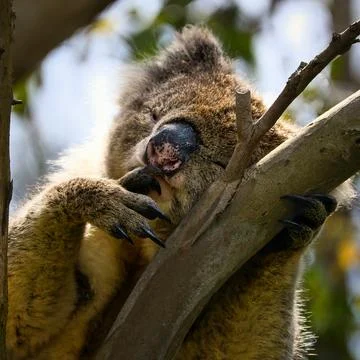 Koala Resting in Tree Branches Foto stock