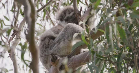 Koala Resting on Tree in Bush Setting Vídeo Stock 330202280