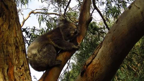Koala Resting in a Tree Stock Photos