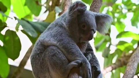 Koala resting in a tree surrounded by green foliage, showcasing iconic Stock Footage 337453891