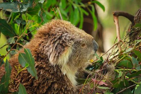 Koala Resting While Eating in Tree - September 19, 2011 Stock Photos
