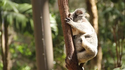 Koala scratches on a tree Stock Footage 124092858