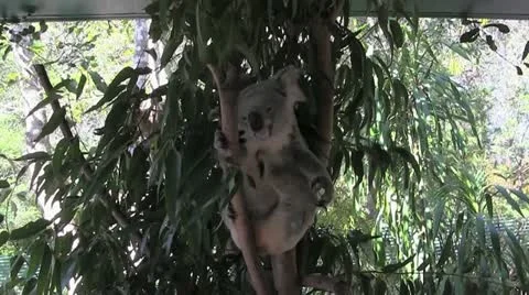 Koala scratching 80 Stock Footage 12427541