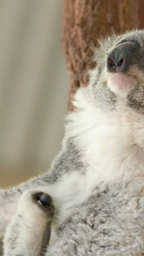 Koala Scratching and Resting in Tree at Nelson Bay Australia Stock Footage 340190886