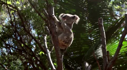 Koala scratching and stretching Video stock 21227023