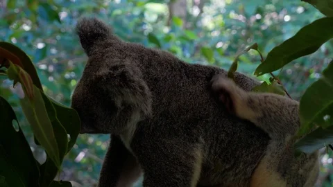 Koala scratching back Stock Footage 112369054