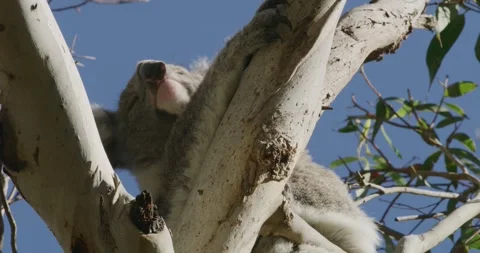 Koala Scratching on Branch 1 Stock Footage 316806414