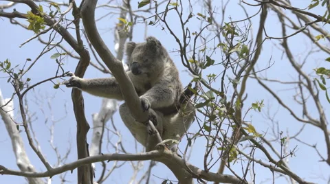 Koala scratching on a eucalyptus tree Stock Footage 61925405