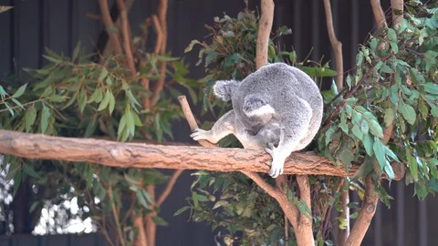 Koala scratching 動画素材 94642283