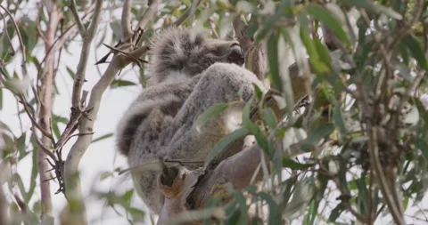 Koala Scratching Fur Stockbeeldmateriaal 330205742