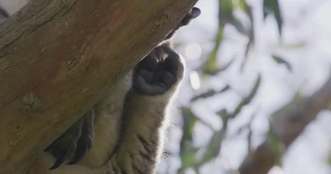 Koala Scratching The Head, Close Up 스톡 동영상 329967875