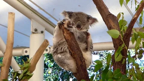 A Koala scratching her back Stock Footage 153517437
