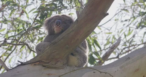 Koala Setting On Breanch 스톡 동영상 329969183