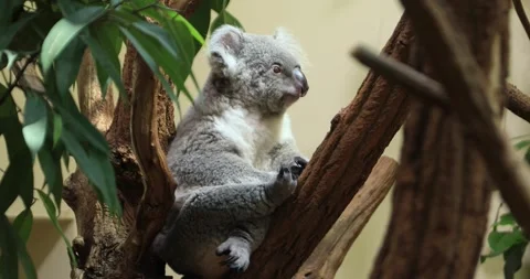 Koala settles in a tree fork, gripping bark, curls up and falls asleep. Stock Footage 319796162