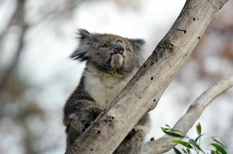 Koala sit on an eucalyptus tree Fotos Stock