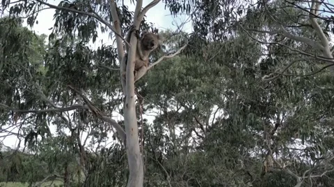 A koala sits calmly on a tree branch in its natural habitat Stock Footage 326973010