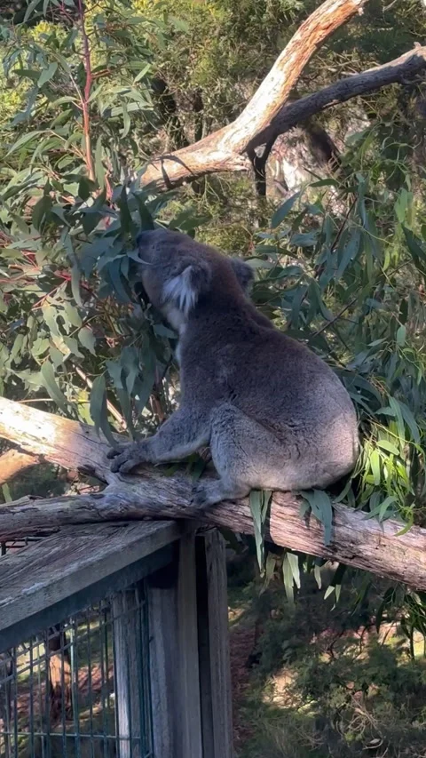 The koala sits peacefully on a tree branch, surrounded by vibrant greenery Stock Footage 311666282