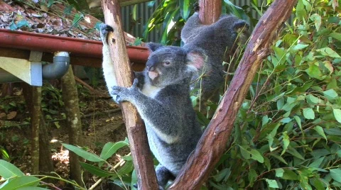  koala sits in tree in Australia Stock Footage 157079