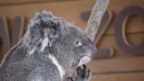 Koala sits on tree branch, looking to side, tongue slightly out 스톡 동영상 338010071