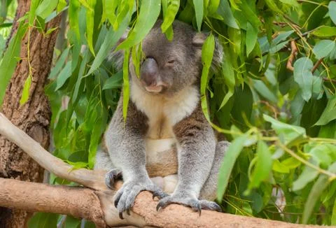 Koala sittin in a tree Stock Photos