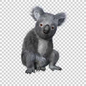Koala sitting and looking at camera. Stock Illustration