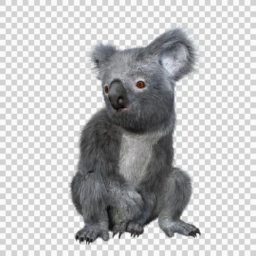 Koala sitting and looking to the side. Illustrazione stock
