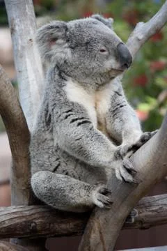 Koala Sitting On Branch Stock Photos